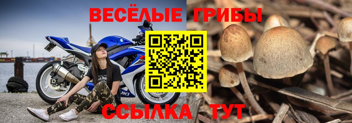 Псилоцибиновые грибы Psilocybine cubensis  Псилоцибиновые грибы мухоморы  Вход с VPN  Сокол 